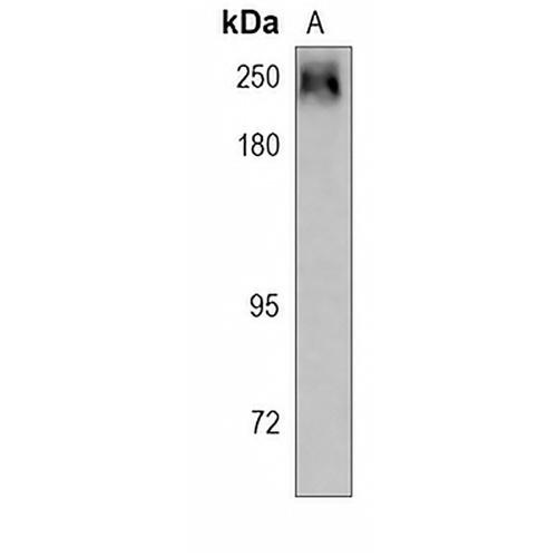 CD45 Rabbit Monoclonal Antibody(C611)