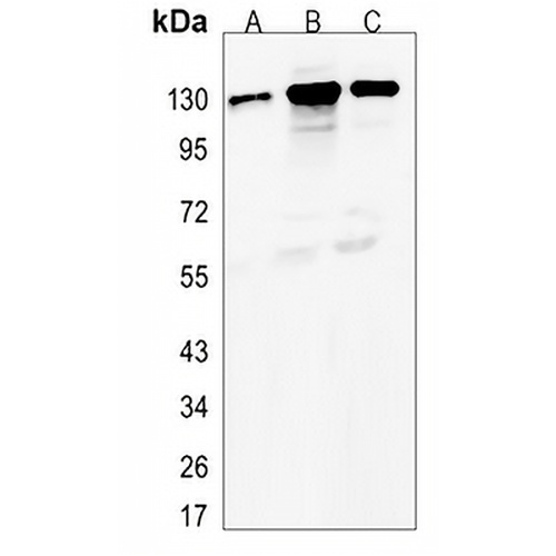 MCM2 Rabbit Monoclonal Antibody(C615)
