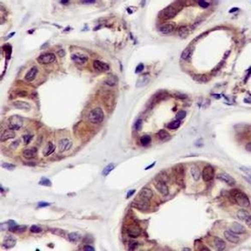 Calpain Rabbit Monoclonal Antibody(C638)