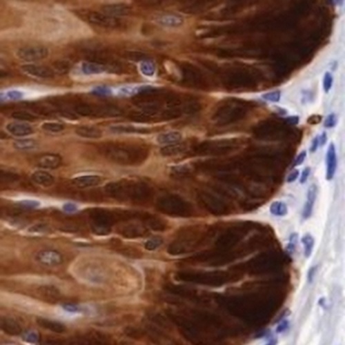 ALDH3A1 Rabbit Monoclonal Antibody(C640)