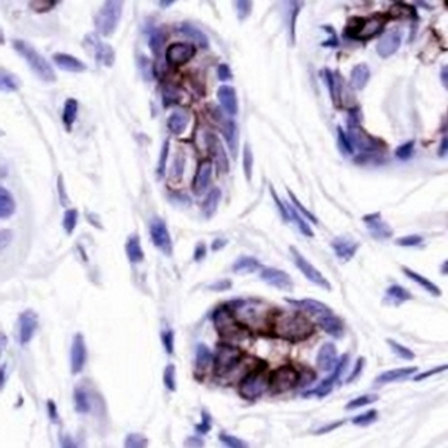 BAX Rabbit Monoclonal Antibody(C647)