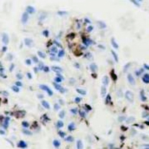 C4b Rabbit Monoclonal Antibody(C651)