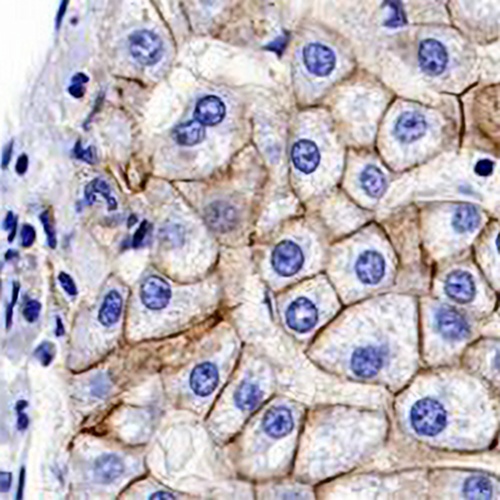 E Cadherin Rabbit Monoclonal Antibody(C653)