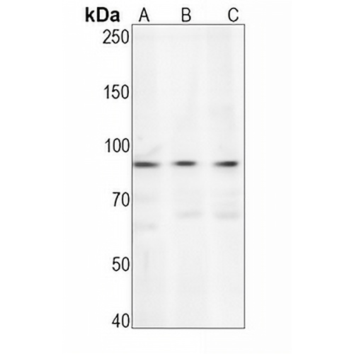 Caldesmon Rabbit Monoclonal Antibody(C654)