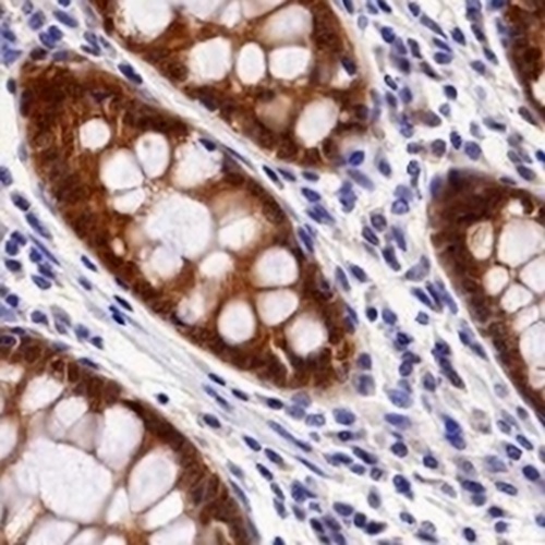 Caspase 7 Rabbit Monoclonal Antibody(C656)