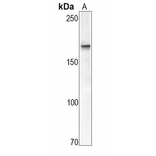 CD11b Rabbit Monoclonal Antibody(C660)