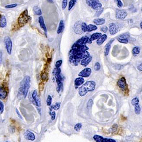 CD169 Rabbit Monoclonal Antibody(C665)
