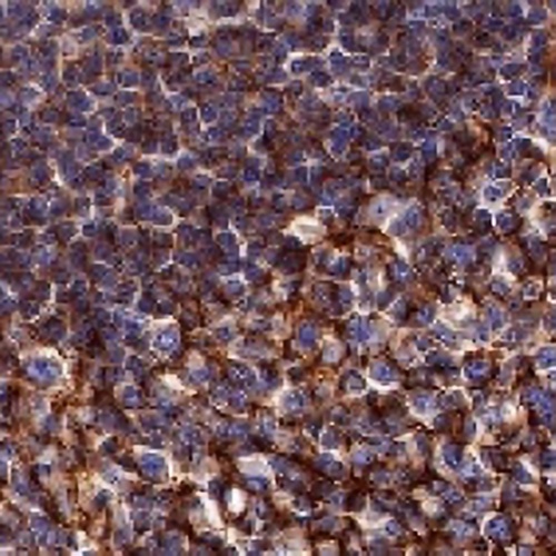 CD35 Rabbit Monoclonal Antibody(C675)
