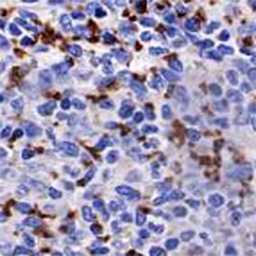 CD42b Rabbit Monoclonal Antibody(C677)