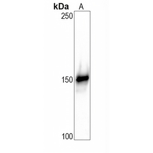 CD43 Rabbit Monoclonal Antibody(C678)