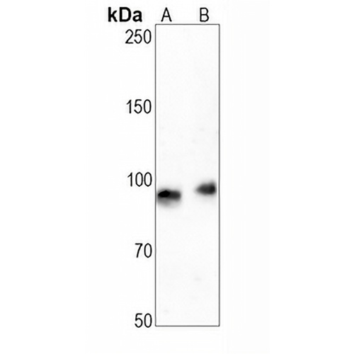 CD44 Rabbit Monoclonal Antibody(C679)
