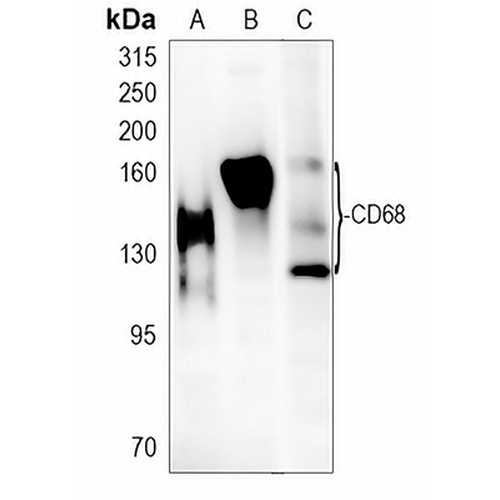 CD68 Rabbit Monoclonal Antibody(C681)