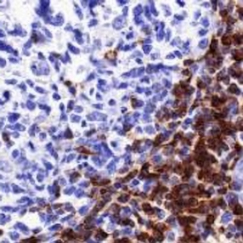 CD7 Rabbit Monoclonal Antibody(C682)