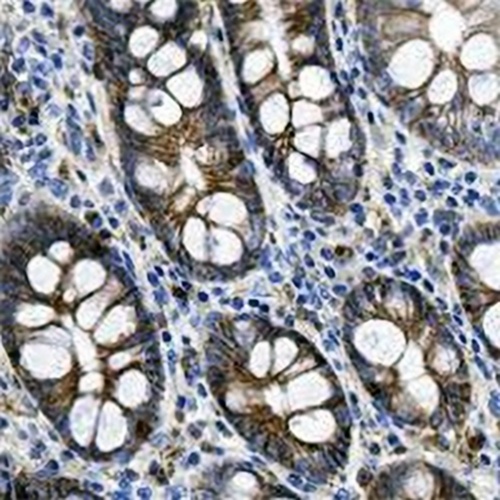 CD99 Rabbit Monoclonal Antibody(C684)