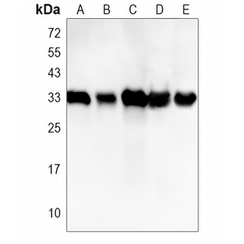 CDK2 Rabbit Monoclonal Antibody(C685)