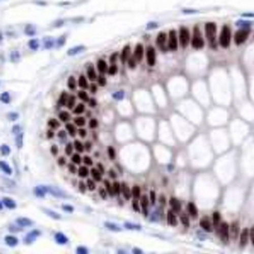 CDX2 Rabbit Monoclonal Antibody(C686)