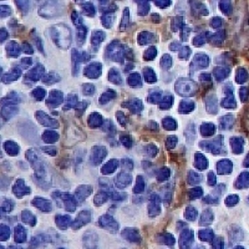 CD115 Rabbit Monoclonal Antibody(C689)