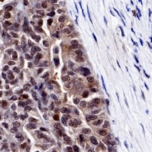 Cyclin D3 Rabbit Monoclonal Antibody(C692)