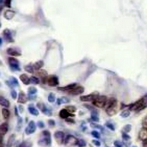 Cdc4 Rabbit Monoclonal Antibody(C701)