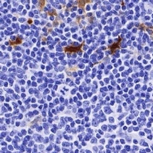 IDO1 Rabbit Monoclonal Antibody(C712)