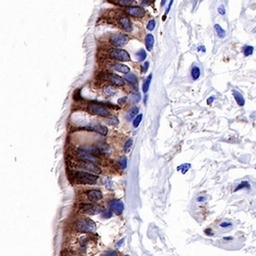iNOS Rabbit Monoclonal Antibody(C714)