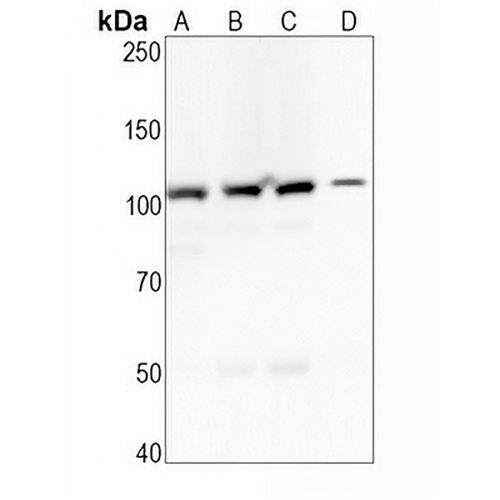 MSH2 Rabbit Monoclonal Antibody(C727)