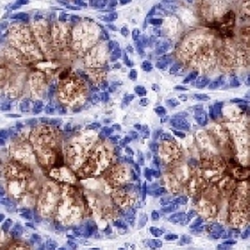 MUC4 Rabbit Monoclonal Antibody(C728)