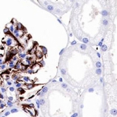 Nestin Rabbit Monoclonal Antibody(C732)