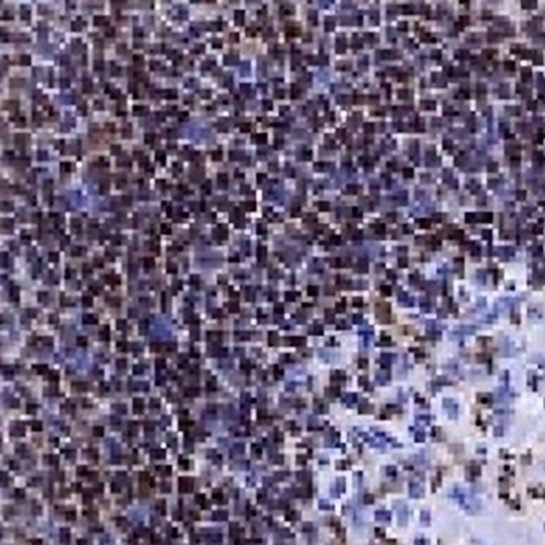 PAX5 Rabbit Monoclonal Antibody(C735)