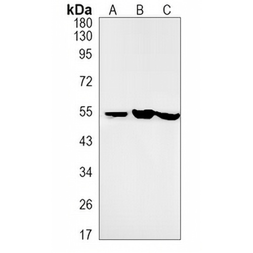 PTEN Rabbit Monoclonal Antibody(C742)