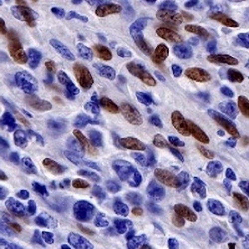 PU.1 Rabbit Monoclonal Antibody(C743)