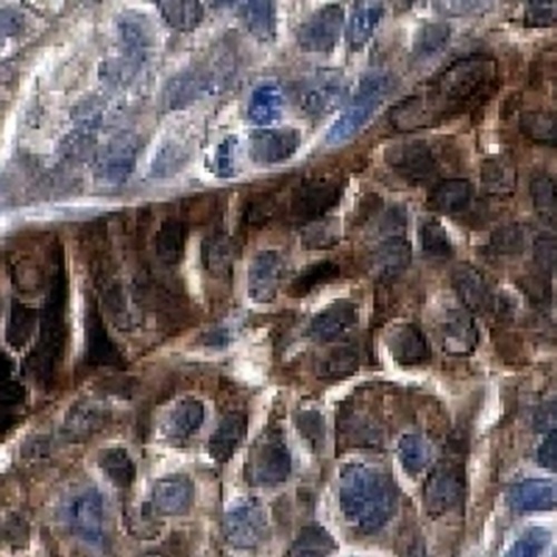 STAT5A Rabbit Monoclonal Antibody(C753)