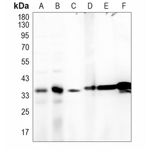 STING Rabbit Monoclonal Antibody(C755)