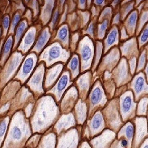 TACSTD2 Rabbit Monoclonal Antibody(C759)