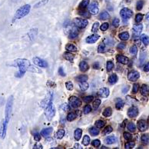 CD3e Rabbit Monoclonal Antibody(C767)