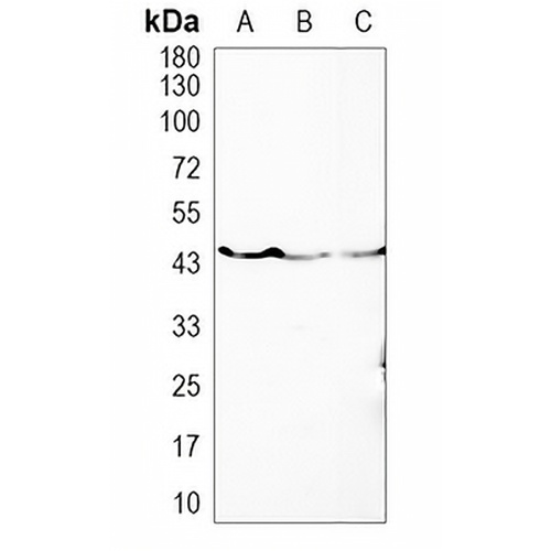 PSMC5 Rabbit Monoclonal Antibody(C773)