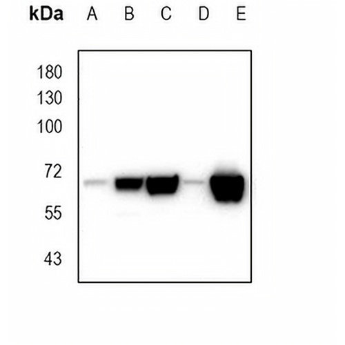 NRF2 Rabbit Monoclonal Antibody(C780)