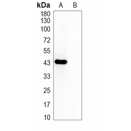 Myc-tag Mouse Monoclonal Antibody(C782)