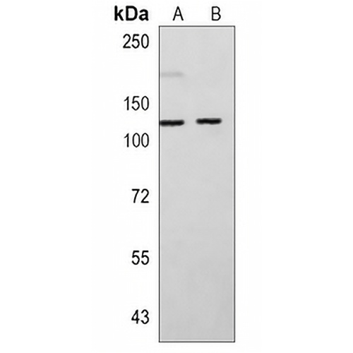 OGT Rabbit Monoclonal Antibody(C791)