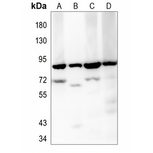 KDM1A Rabbit Monoclonal Antibody(C792)
