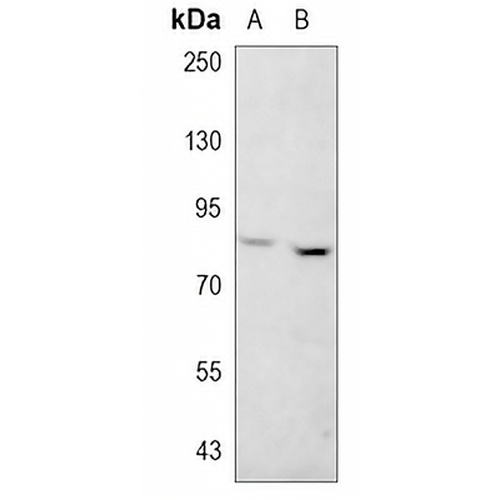 SEC6 Rabbit Monoclonal Antibody(C793)
