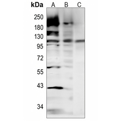 SEC24D Rabbit Monoclonal Antibody(C795)
