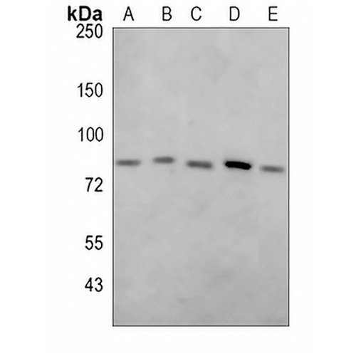 MFN2 Rabbit Monoclonal Antibody(C796)
