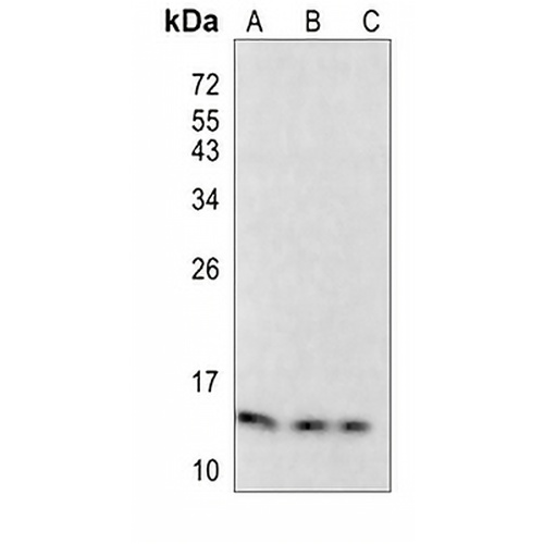 ANP Rabbit Monoclonal Antibody(C800)