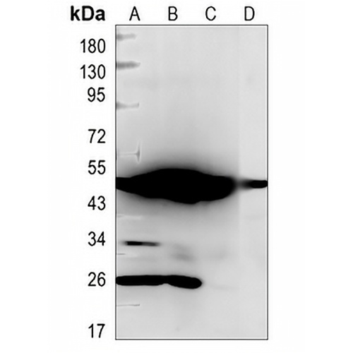 CHRM2 Rabbit Monoclonal Antibody(C801)