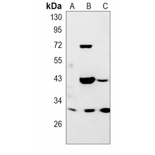 Annexin A4 Rabbit Monoclonal Antibody(C803)