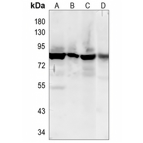 FURIN Rabbit Monoclonal Antibody(C804)