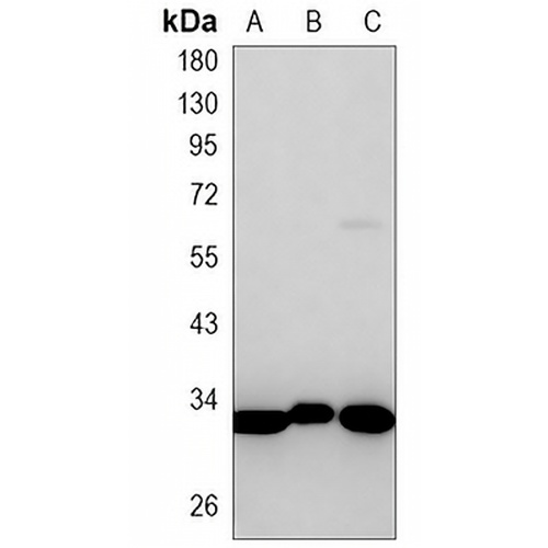 Fibrillarin Rabbit Monoclonal Antibody(C810)