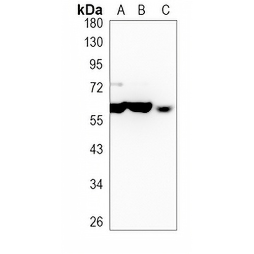 hnRNP I Rabbit Monoclonal Antibody(C812)
