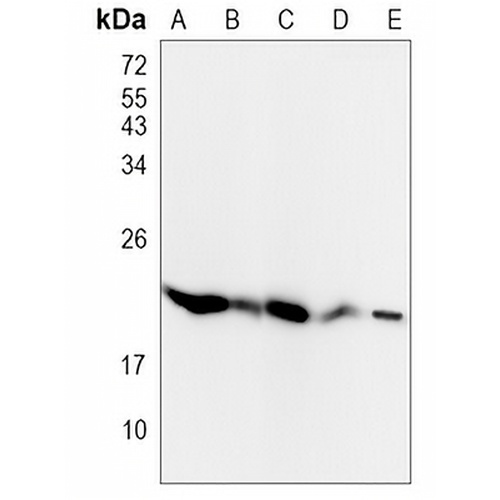 GPx-4 Rabbit Monoclonal Antibody(C819)